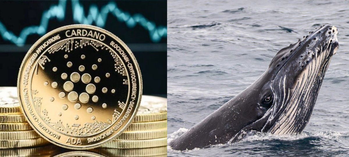 Cardano Whales Now Control 67% Of The Ada Supply