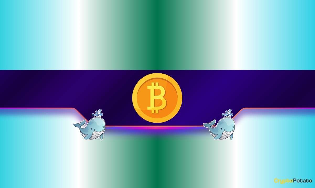 30,000 Bitcoin Bought by Whales in 7 Days: What’s Next for BTC’s Price?