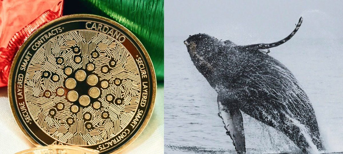 Cardano Whales Keep Buying The Dip
