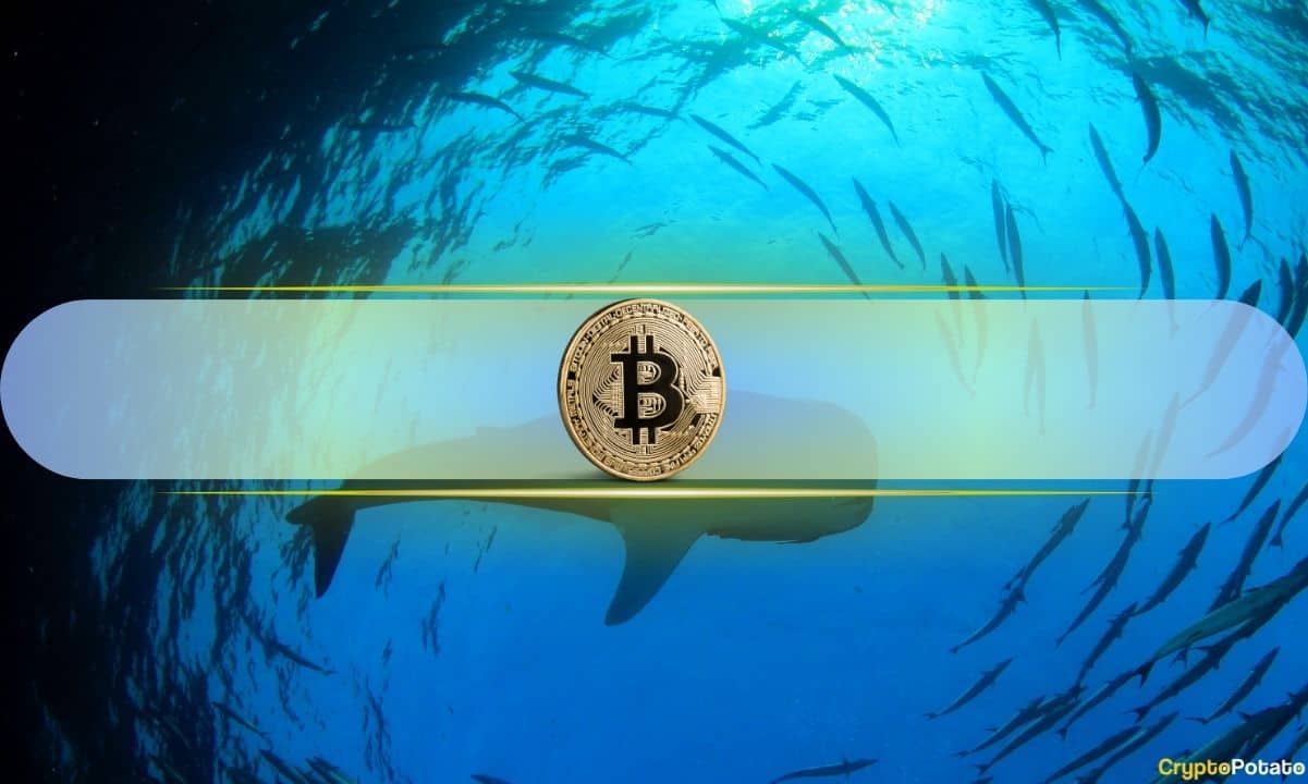 Bitcoin Whales Are Buying the Dip, Accumulating Over 200K BTC in a Month