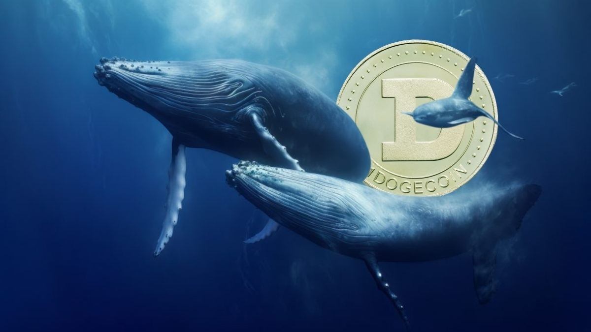 Dogecoin whale buys the dip, moves 226M DOGE, Pump coming up?