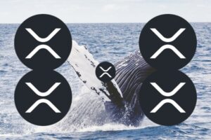 XRP Just Recorded 716 Whale Transactions. Here’s What Happened