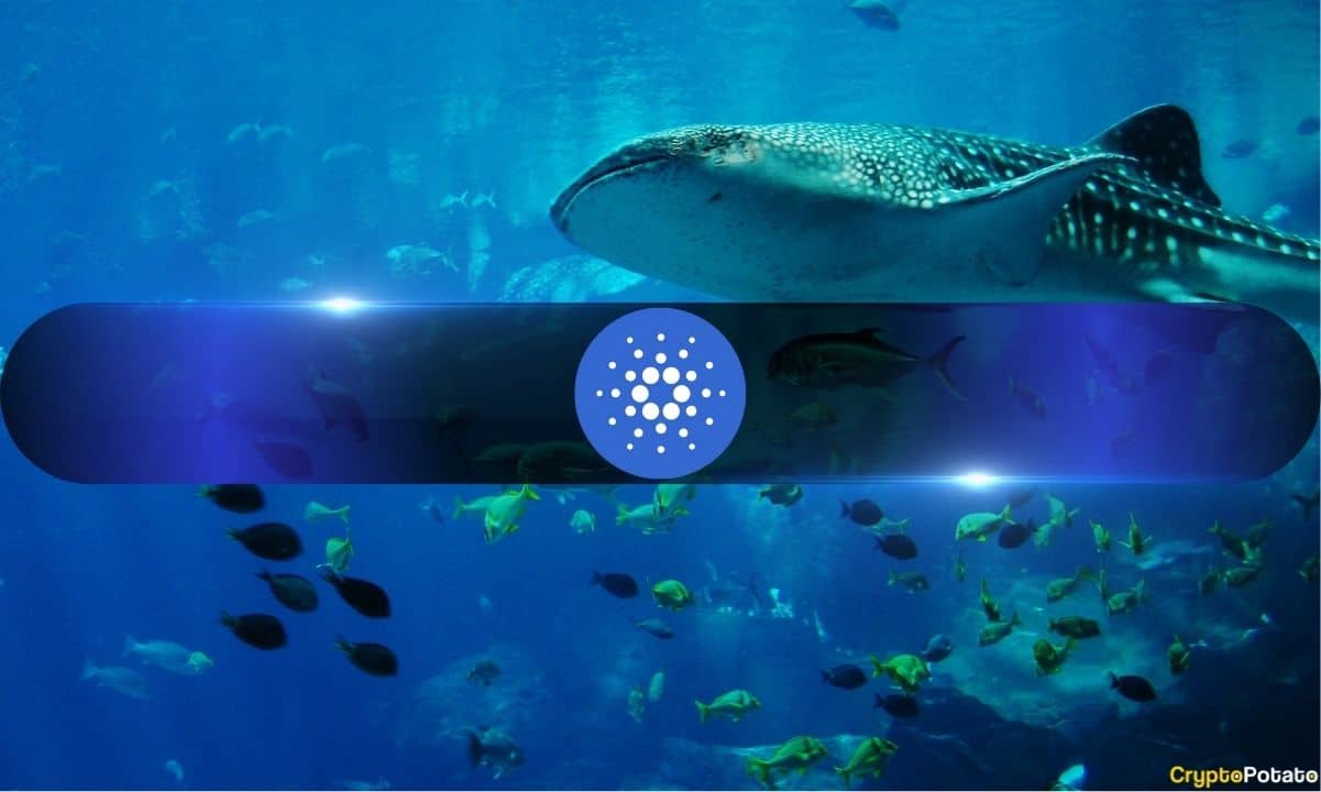 Cardano Under Pressure: Falling Network Activity Adds to ADA Selling Concerns