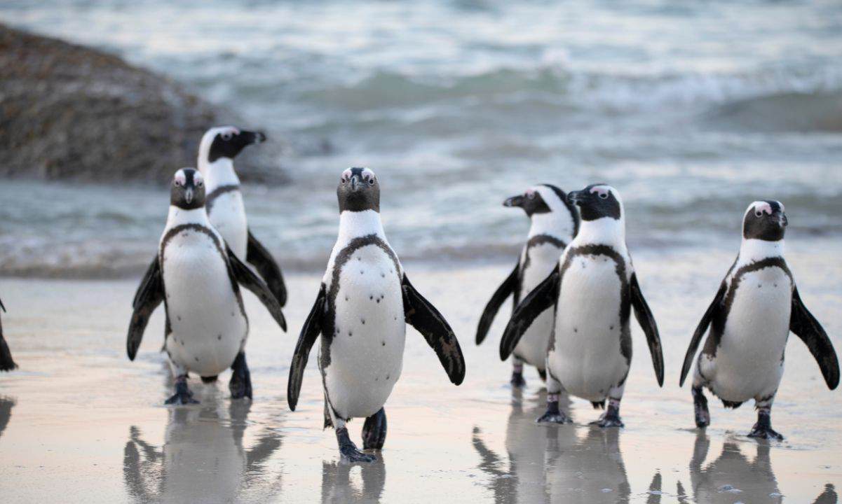 My Neighbor Alice Partners With Pudgy Penguins to Launch New Game Zone ‘Pudgy Land’