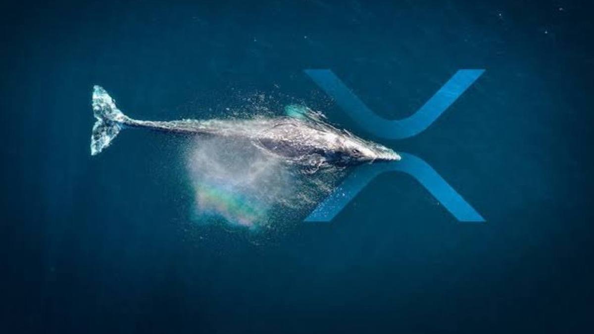 XRP Whales Interest Peaks Despite Market Fall Will XRP Price Recover xrp-price-forms-bullish-pattern-time-to-buy