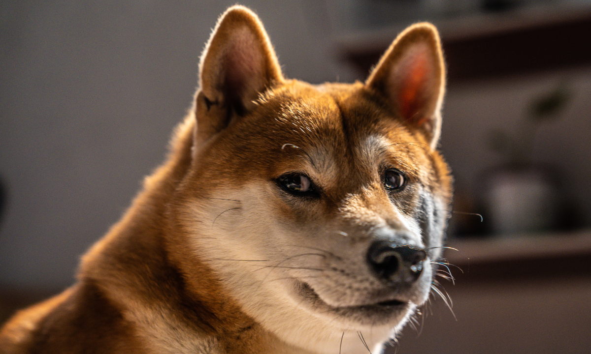 From Memecoin to Thriving Ecosystem: How Dogecoin Conquered the World