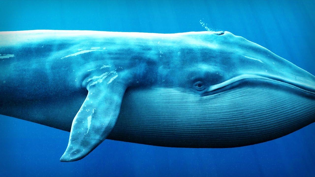 Don’t Be Like This Whale: Bet Heavily on These Altcoins, Lost Big