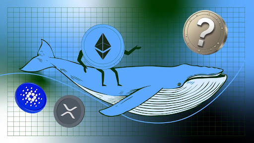 Ethereum Whales Next Picks? Looking for Next Big Investment While Cardano & XRP Slips Lower