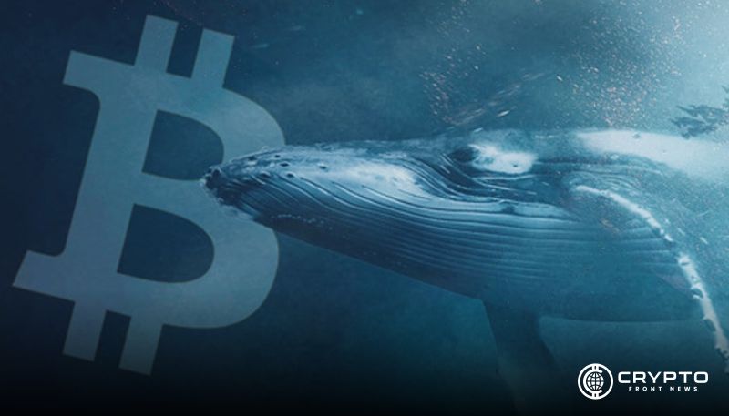 BearWhale’s $520M Bitcoin Short Ends in Profit as BTC Eyes $100K