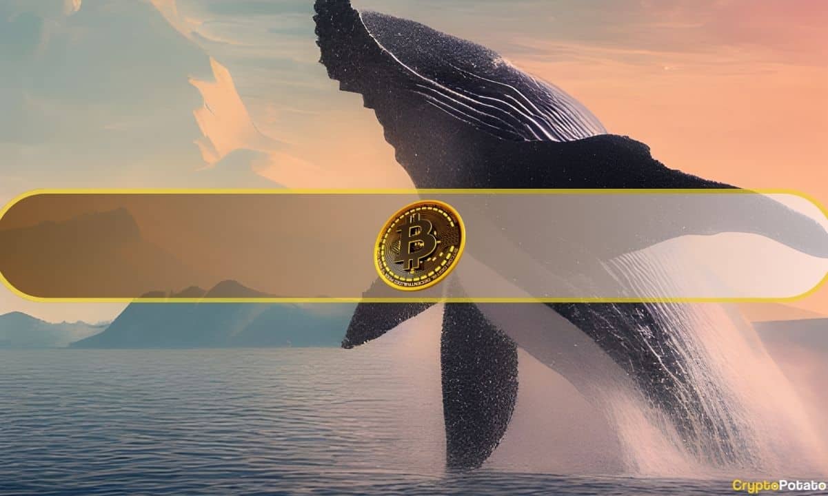 Whale Inflows Surge, Daily Inflows Dip – What’s Next for Bitcoin?
