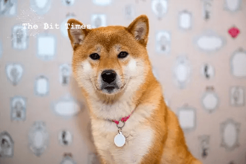 Liquity, Loom Network Surges as Shiba Memu Token Sale Continues