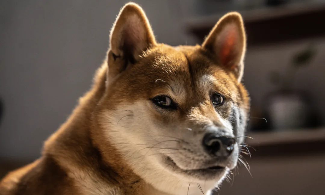 Top 5 Memecoins With Real Potential To Explode