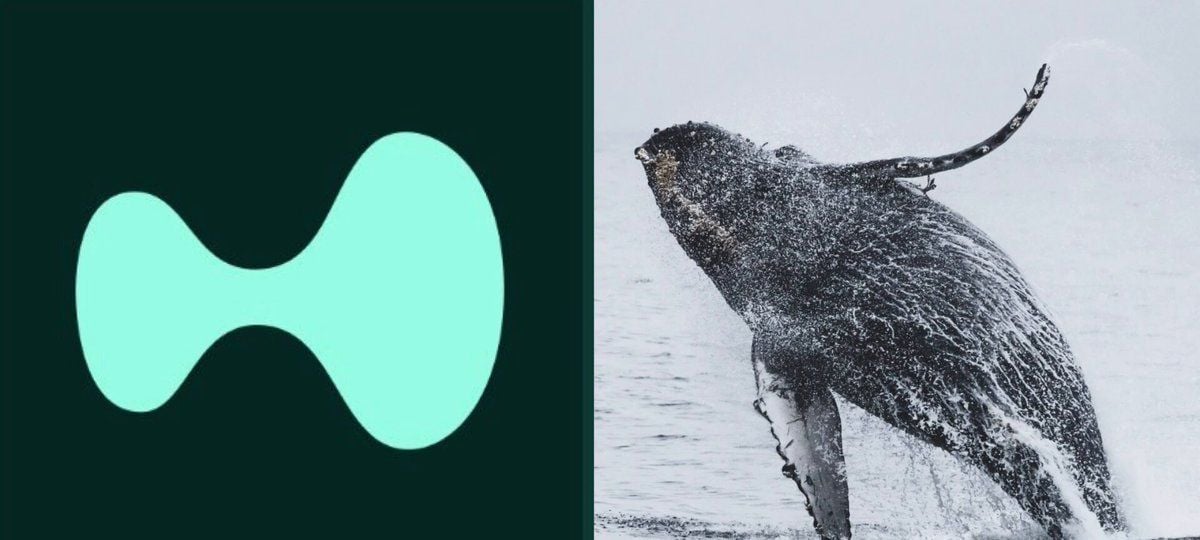 Hyperliquid Whales Keep Buying Dip