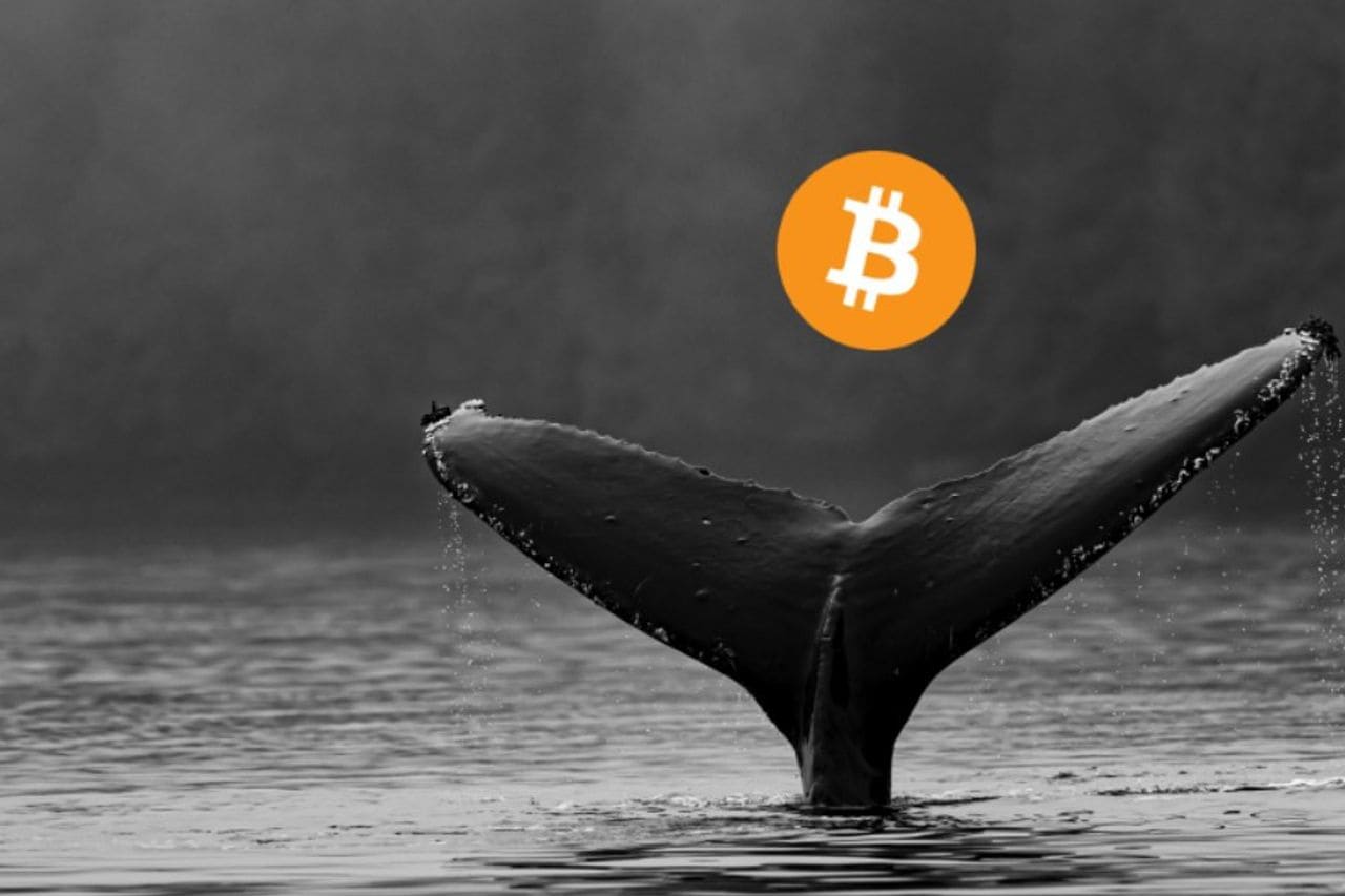 BTC Whale Address Holdings Dropped To 29 Month Low